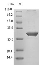 Greater than 90% as determined by SDS-PAGE.