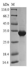 Greater than 85% as determined by SDS-PAGE.