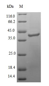 Greater than 90% as determined by SDS-PAGE.Recombinant Colwellia Psychrerythraea Dna Polymerase Iv (DINB) Protein (His)