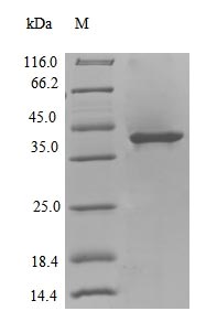 Greater than 90% as determined by SDS-PAGE.Recombinant Colwellia Psychrerythraea Dna Polymerase Iv (DINB)