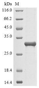 Greater than 85% as determined by SDS-PAGE.Recombinant Human Protein Mono-Adp-Ribosyltransferase Parp14 (PARP14) Protein (His&Myc)