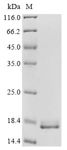 Greater than 90% as determined by SDS-PAGE.
