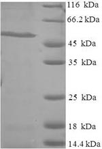 Greater than 90% as determined by SDS-PAGE.