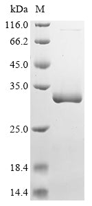 Greater than 90% as determined by SDS-PAGE.Recombinant Pasteurella Multocida Peptidoglycan-Associated Lipoprotein (PAL) Protein (His-SUMO)