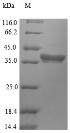 Greater than 90% as determined by SDS-PAGE.Recombinant Arabidopsis Thaliana Histone Deacetylase Hdt2 (HDT2) Protein (His&Myc)