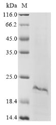 Greater than 85% as determined by SDS-PAGE.