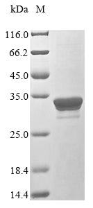 Greater than 85% as determined by SDS-PAGE.Recombinant Mycoplasma Pneumoniae Mgp-Operon Protein 3 (MPN_142) Protein (His&Myc)