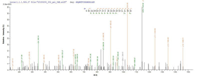 Based on the SEQUEST from database of E.coli host and target protein, the LC-MS/MS Analysis result of this product could indicate that this peptide derived from E.coli-expressed Staphylococcus aureus tetM.Recombinant Staphylococcus Aureus Tetracycline Resistance Protein Tetm (TETM) Protein (His&Myc)