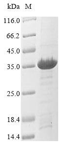 Greater than 85% as determined by SDS-PAGE.Recombinant Staphylococcus Aureus Tetracycline Resistance Protein Tetm (TETM) Protein (His&Myc)