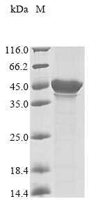 Greater than 85% as determined by SDS-PAGE.Recombinant Human Transcription Initiation Factor Tfiid Subunit 7-Like (TAF7L) Protein (His&Myc)