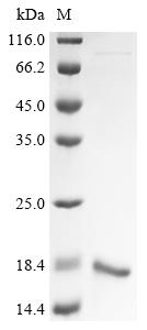 Greater than 90% as determined by SDS-PAGE.Recombinant Human Placenta-Specific Protein 9 (PLAC9) Protein (His)