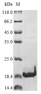 Greater than 85% as determined by SDS-PAGE.