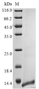 Greater than 85% as determined by SDS-PAGE.Recombinant Human Coronavirus Hku1 Non-Structural Protein 4 (4) Protein (His)