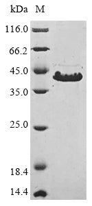 Greater than 85% as determined by SDS-PAGE.Recombinant Mycoplasma Pneumoniae Cytadherence High Molecular Weight Protein 3 (HMW3) Protein (His&Myc)