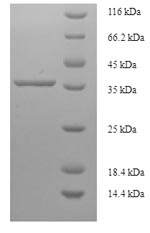 Greater than 90% as determined by SDS-PAGE.