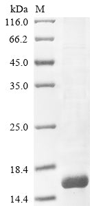 Greater than 85% as determined by SDS-PAGE.Recombinant Hottentotta Judaicus Alpha-Insect Toxin Bjait Protein (His&Myc)