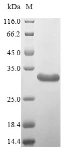 Greater than 85% as determined by SDS-PAGE.Recombinant Apis Mellifera Carnica Icarapin Protein (His&Myc)