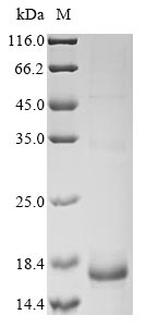 Greater than 85% as determined by SDS-PAGE.