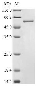 Greater than 85% as determined by SDS-PAGE.Recombinant Staphylococcus Aureus Clumping Factor A (CLFA) Protein (His)