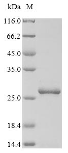 Greater than 90% as determined by SDS-PAGE.Recombinant Mycoplasma Pneumoniae Cytadherence High Molecular Weight Protein 1 (HMW1) Protein (His&Myc)