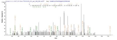 Based on the SEQUEST from database of E.coli host and target protein, the LC-MS/MS Analysis result of this product could indicate that this peptide derived from E.coli-expressed Homo sapiens (Human) KLHL12.