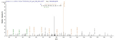 Based on the SEQUEST from database of E.coli host and target protein, the LC-MS/MS Analysis result of this product could indicate that this peptide derived from E.coli-expressed Homo sapiens (Human) KLHL12.