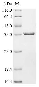 Greater than 90% as determined by SDS-PAGE.Recombinant Bovine Triosephosphate Isomerase (TPI1) Protein (His&Myc)