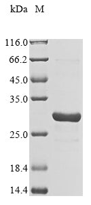 Greater than 90% as determined by SDS-PAGE.