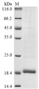 Greater than 85% as determined by SDS-PAGE.
