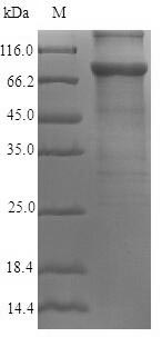 Greater than 90% as determined by SDS-PAGE.