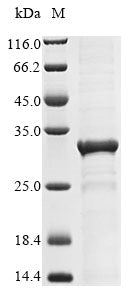 Greater than 85% as determined by SDS-PAGE.Recombinant Human At-Rich Interactive Domain-Containing Protein 4B (ARID4B) Protein (His)