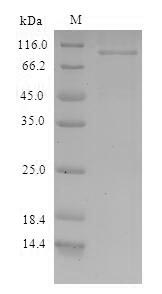 Greater than 90% as determined by SDS-PAGE.