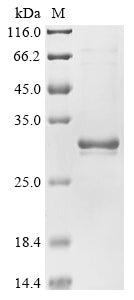 Greater than 85% as determined by SDS-PAGE.Recombinant Human Spindlin-4 (SPIN4) Protein (His)