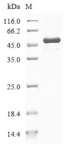 Greater than 85% as determined by SDS-PAGE.Recombinant Human Spindlin-4 (SPIN4) Protein (GST)