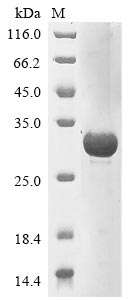 Greater than 85% as determined by SDS-PAGE.