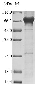 Greater than 85% as determined by SDS-PAGE.Recombinant Human Inactive N-Acetylated-Alpha-Linked Acidic Dipeptidase-Like Protein 2 (NAALADL2) Protein (His)
