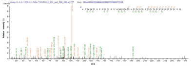 Based on the SEQUEST from database of E.coli host and target protein, the LC-MS/MS Analysis result of this product could indicate that this peptide derived from E.coli-expressed Mus musculus (Mouse) Zc3h12a.