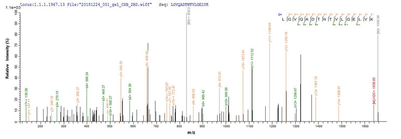 Based on the SEQUEST from database of E.coli host and target protein, the LC-MS/MS Analysis result of this product could indicate that this peptide derived from E.coli-expressed Mus musculus (Mouse) Zc3h12a.Recombinant Mouse Endoribonuclease Zc3H12A (ZC3H12A) Protein (His&Myc)