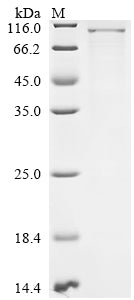 Greater than 85% as determined by SDS-PAGE.Recombinant Mouse Semaphorin-3G (SEMA3G) Protein (His)