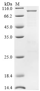 Greater than 85% as determined by SDS-PAGE.Recombinant Mouse Semaphorin-3G (SEMA3G) Protein (His)
