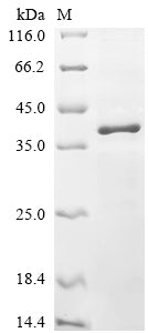 Greater than 85% as determined by SDS-PAGE.