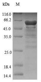 Greater than 90% as determined by SDS-PAGE.Recombinant Neosartorya Fumigata Nonribosomal Peptide Synthetase 1 (NRPS1) Protein (His-SUMO)