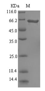 Greater than 90% as determined by SDS-PAGE.