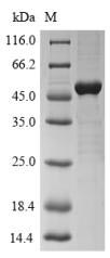 Greater than 85% as determined by SDS-PAGE.