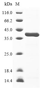 Greater than 85% as determined by SDS-PAGE.