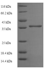 Greater than 90% as determined by SDS-PAGE.