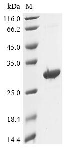 Greater than 85% as determined by SDS-PAGE.Recombinant Human Putative Atp-Dependent Rna Helicase Tdrd12 (TDRD12) Protein (His&Myc)