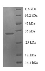 Greater than 90% as determined by SDS-PAGE.