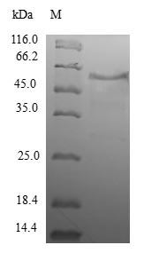 Greater than 90% as determined by SDS-PAGE.Recombinant Human Wd Repeat-Containing Protein 38 (WDR38) Protein (GST)