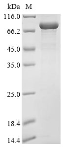 Greater than 85% as determined by SDS-PAGE.